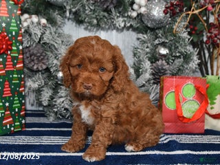 Cockapoo dogs Isabelle - Ad 2