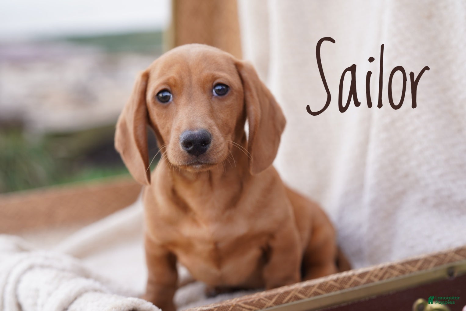 Miniature Dachshund dogs Sailor - Ad 1