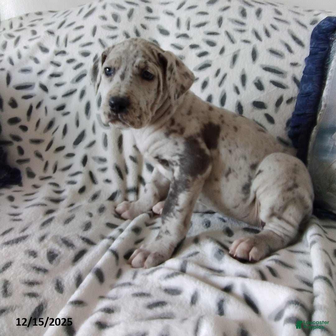 Great Dane dogs for sale: Kristy - Ad 2