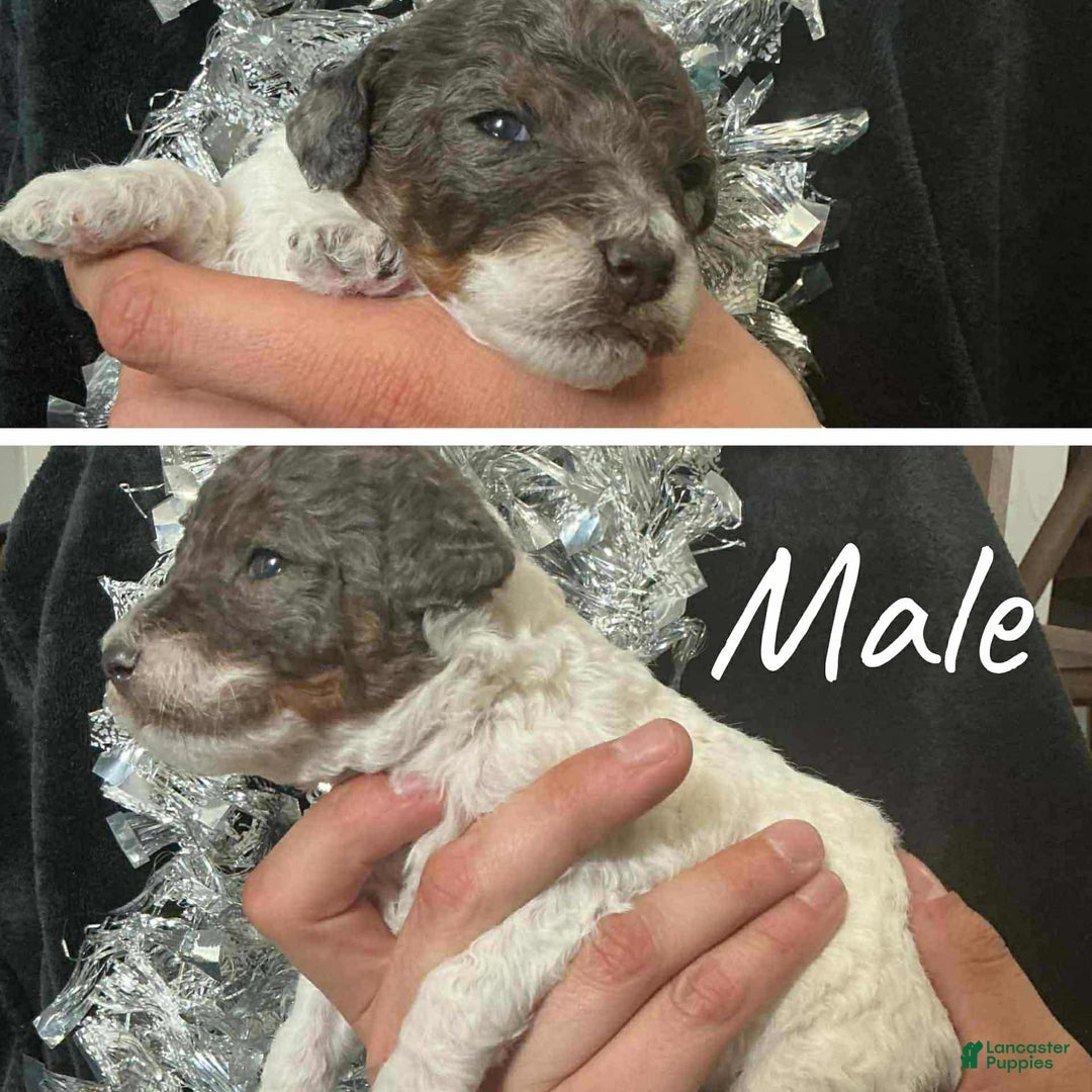 Mini Aussiedoodle dogs for sale: Mini Aussiedoodle Puppy 3 - Ad 1