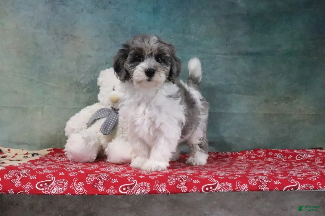 Mini Goldendoodle dogs for sale: Haven - Ad 2