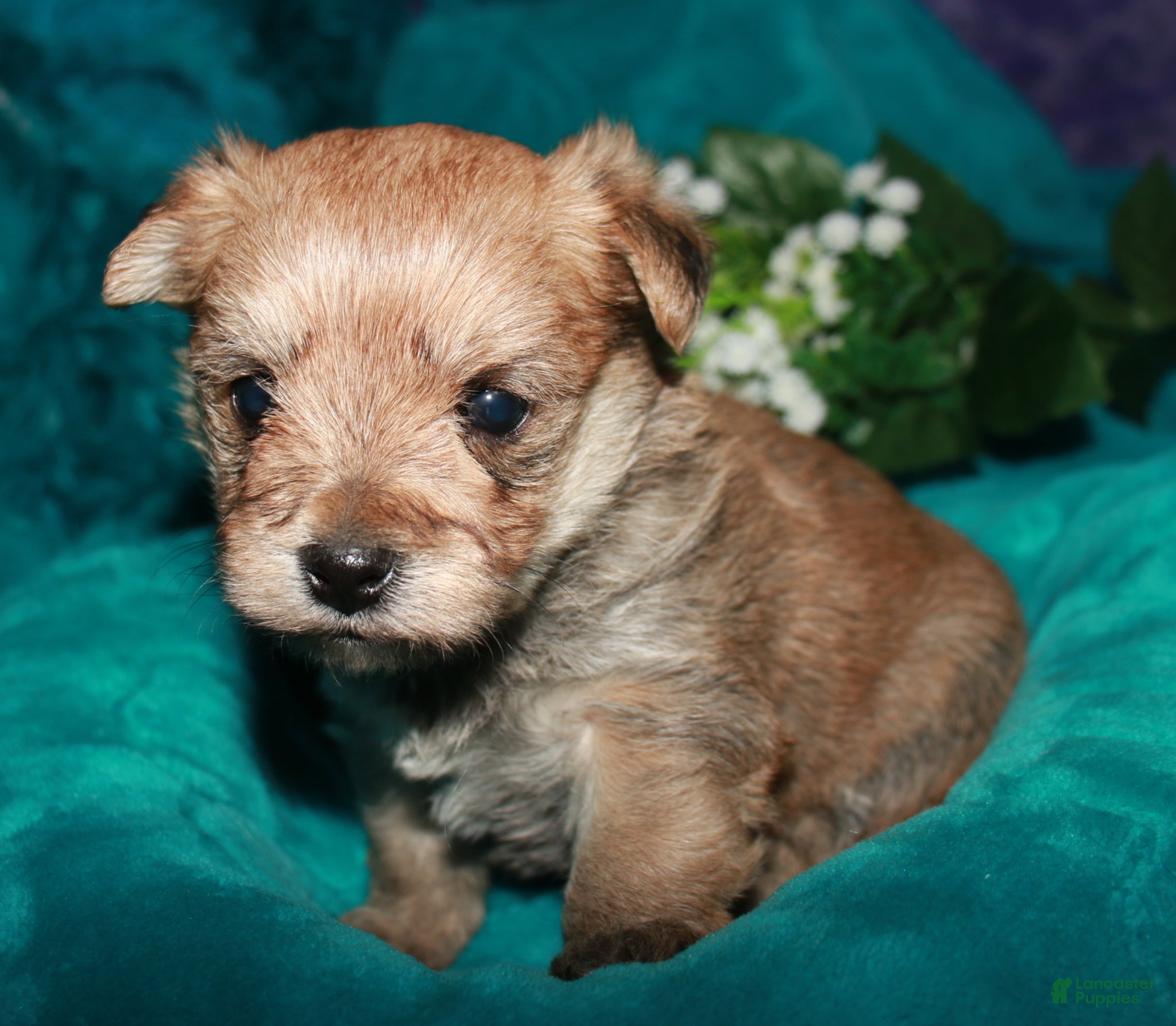 Morkie dogs Moses - Ad 1