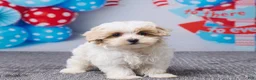 Maltipoo dogs for sale: Tyler - Ad 3