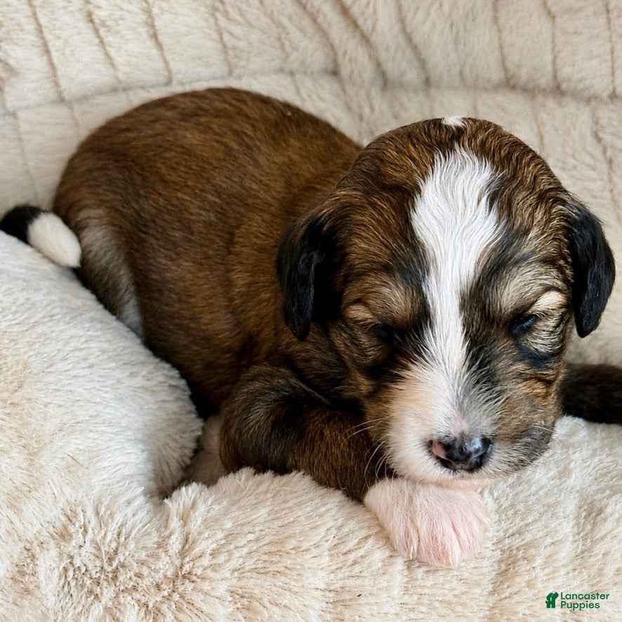 Bernedoodle dogs Tricky - Ad 2