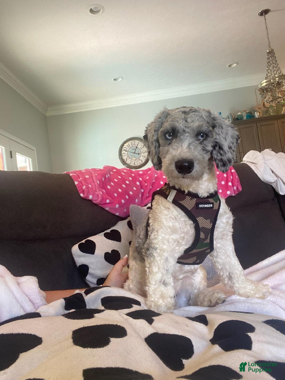 Mixed Breed dogs for sale: Sunny - Ad 9