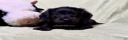 Miniature Dachshund dogs for sale: Long Haired Nearly Solid Black Male AKC 69 - Ad 5