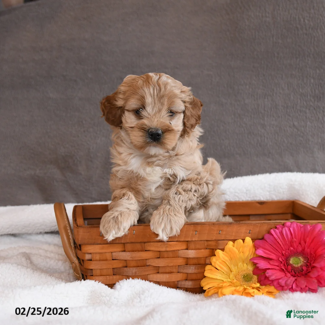 Cockapoo dogs for sale: Tulip - Ad 2