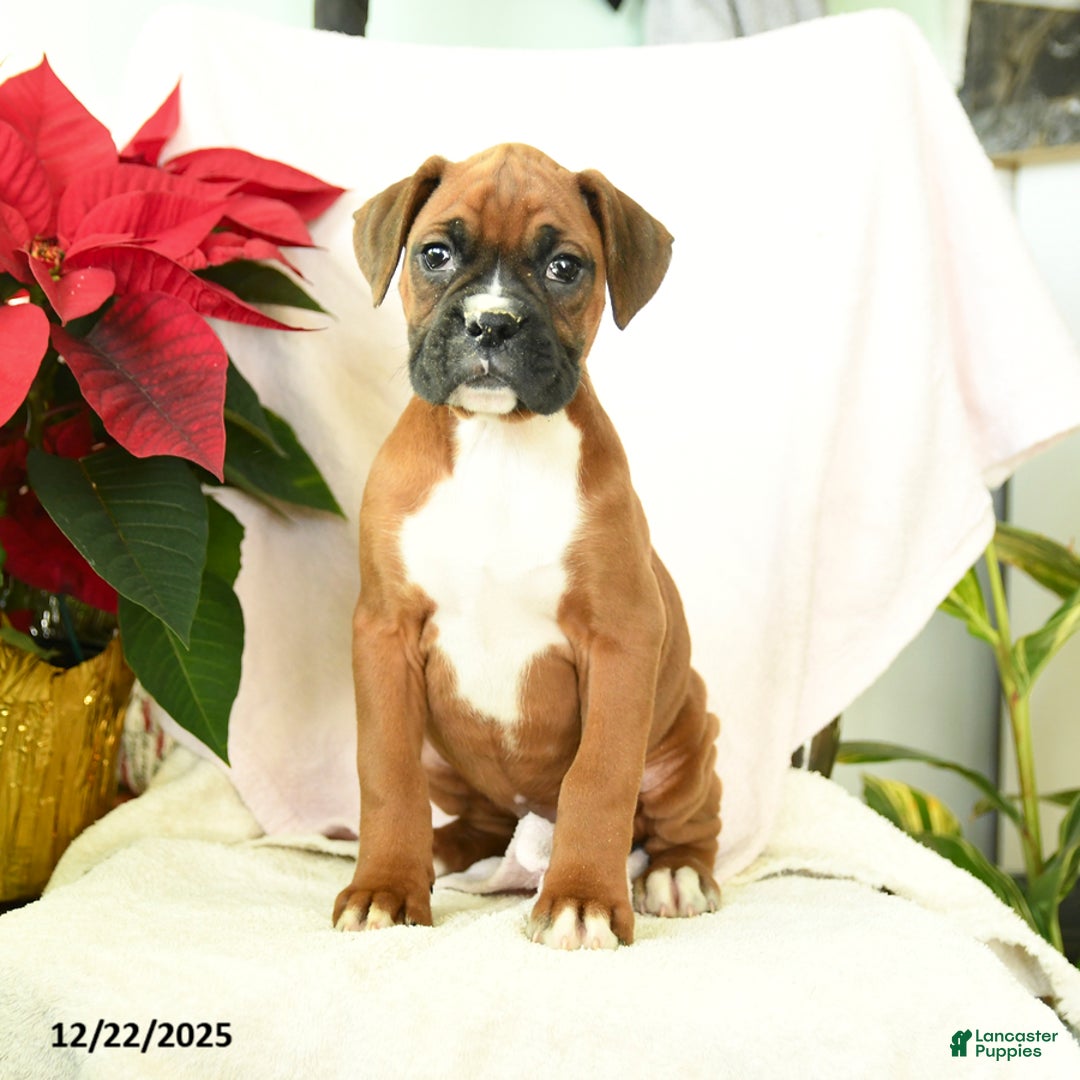 Boxer dogs for sale: Snowman - Ad 2