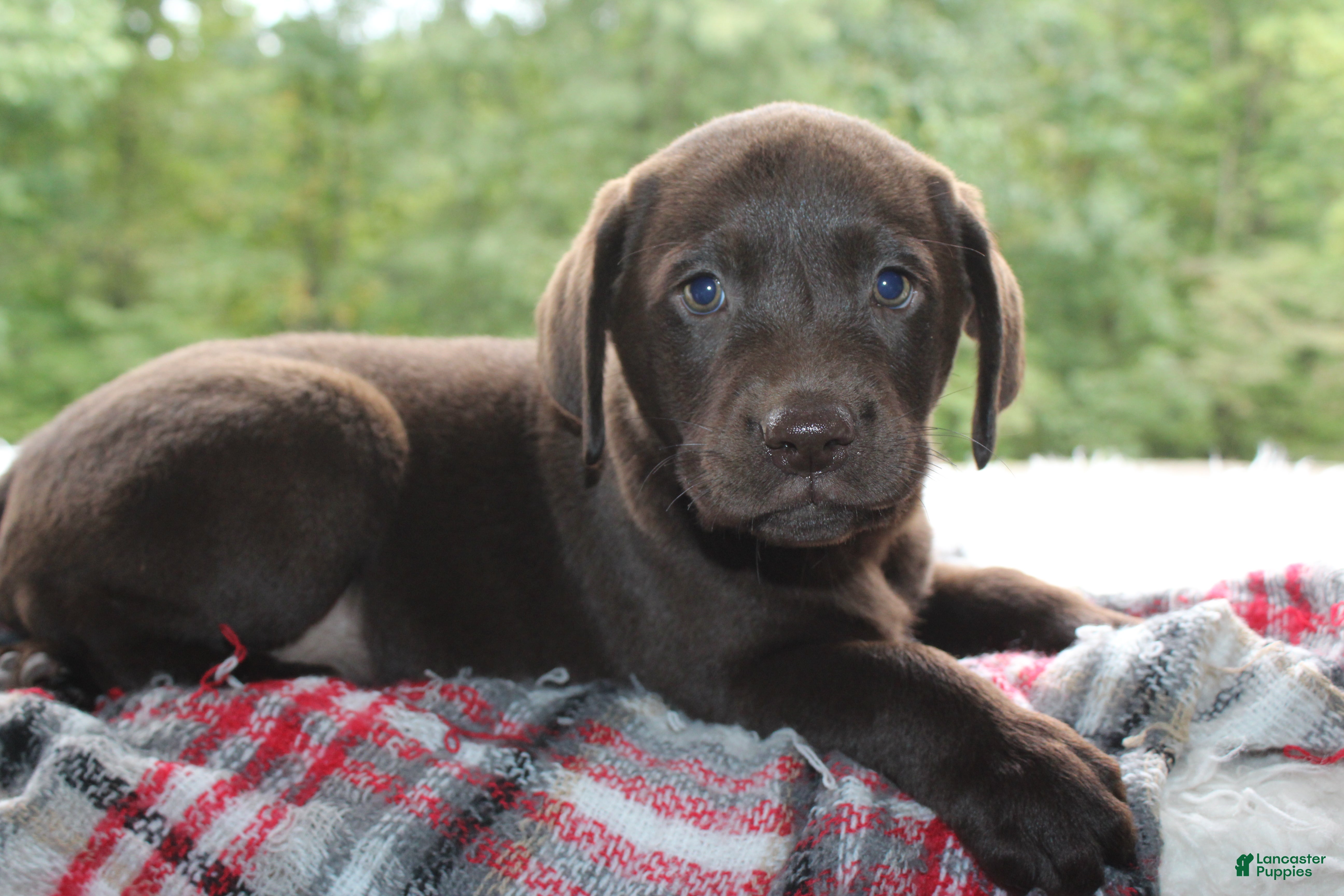 Labrador Retriever dogs Dielsel - Ad 1