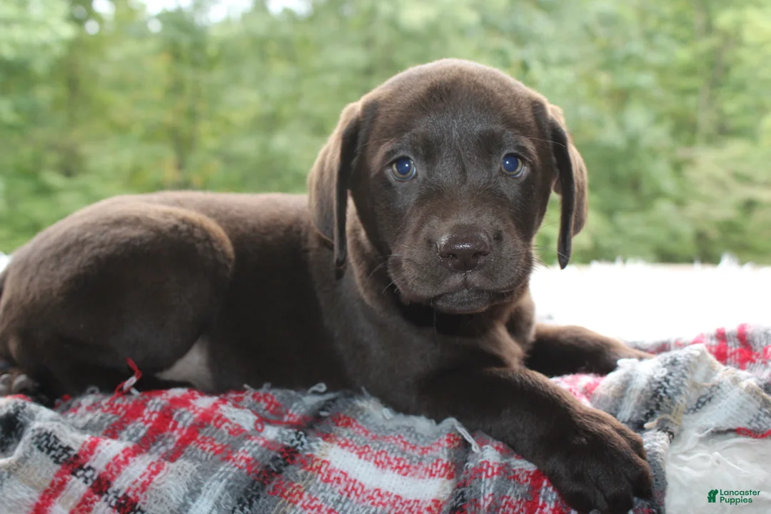 Labrador Retriever dogs for sale: Dielsel - Ad 1