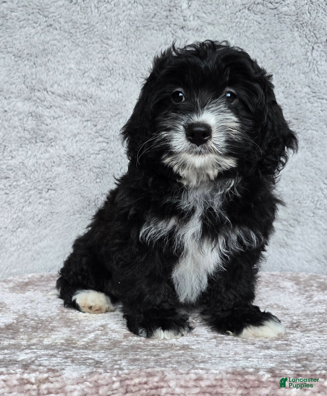 Mini Bernedoodle dogs for sale: Mini Reese - Ad 12