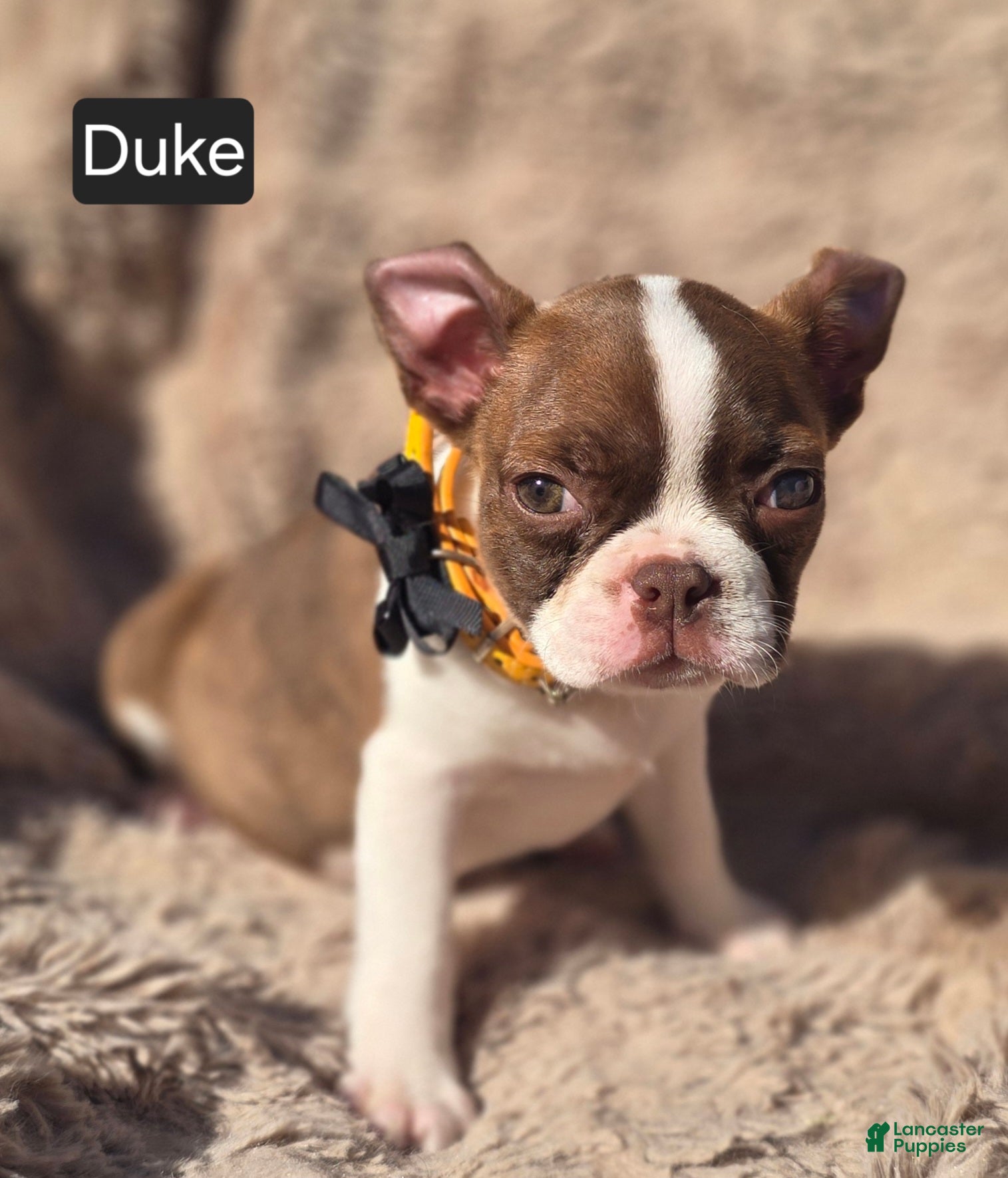 Boston Terrier dogs Duke - Ad 1