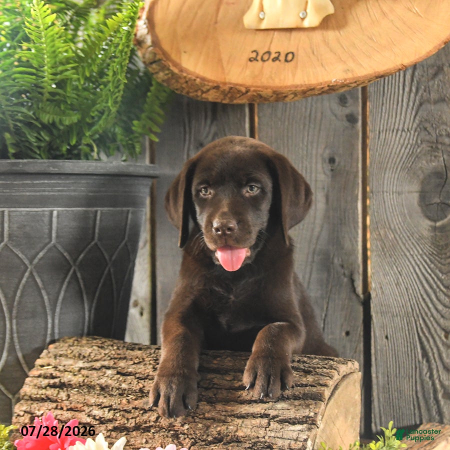Labrador Retriever dogs Bailey - Ad 1