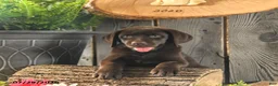 Labrador Retriever dogs for sale: Bailey - Ad 1