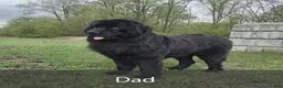 Newfoundland dogs for sale: Rose - Ad 8