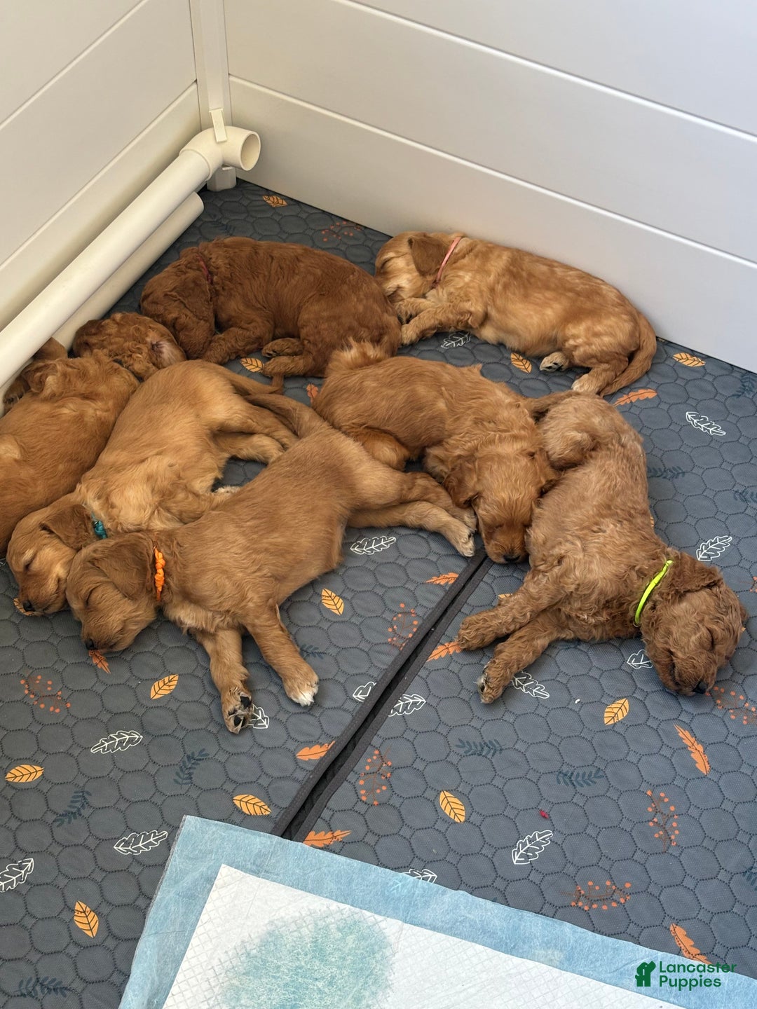 Goldendoodle dogs for sale: Goldendoodle Puppy 4 - Ad 6