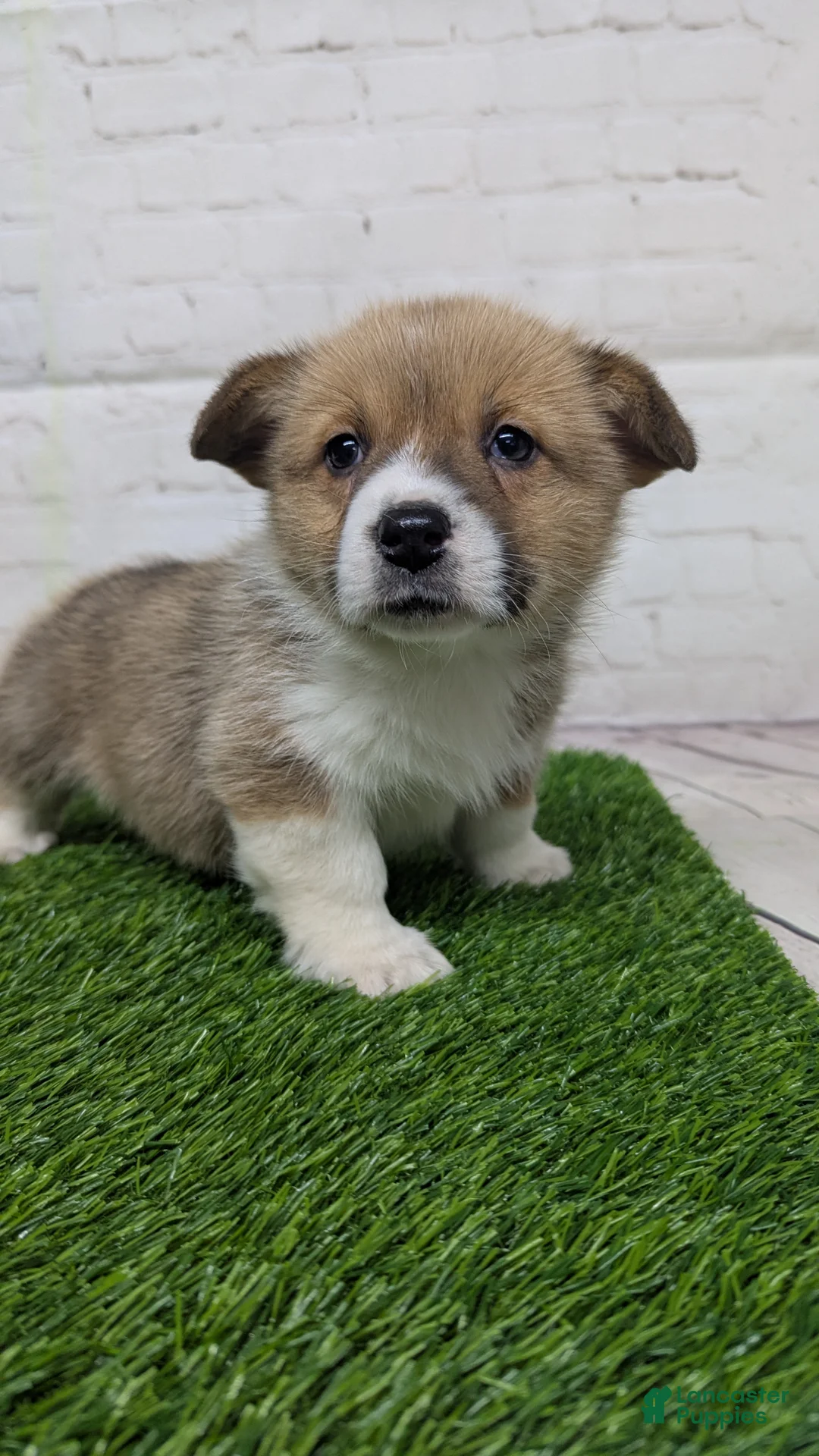 Welsh Corgi Pembroke dogs for sale: Molly - Ad 2