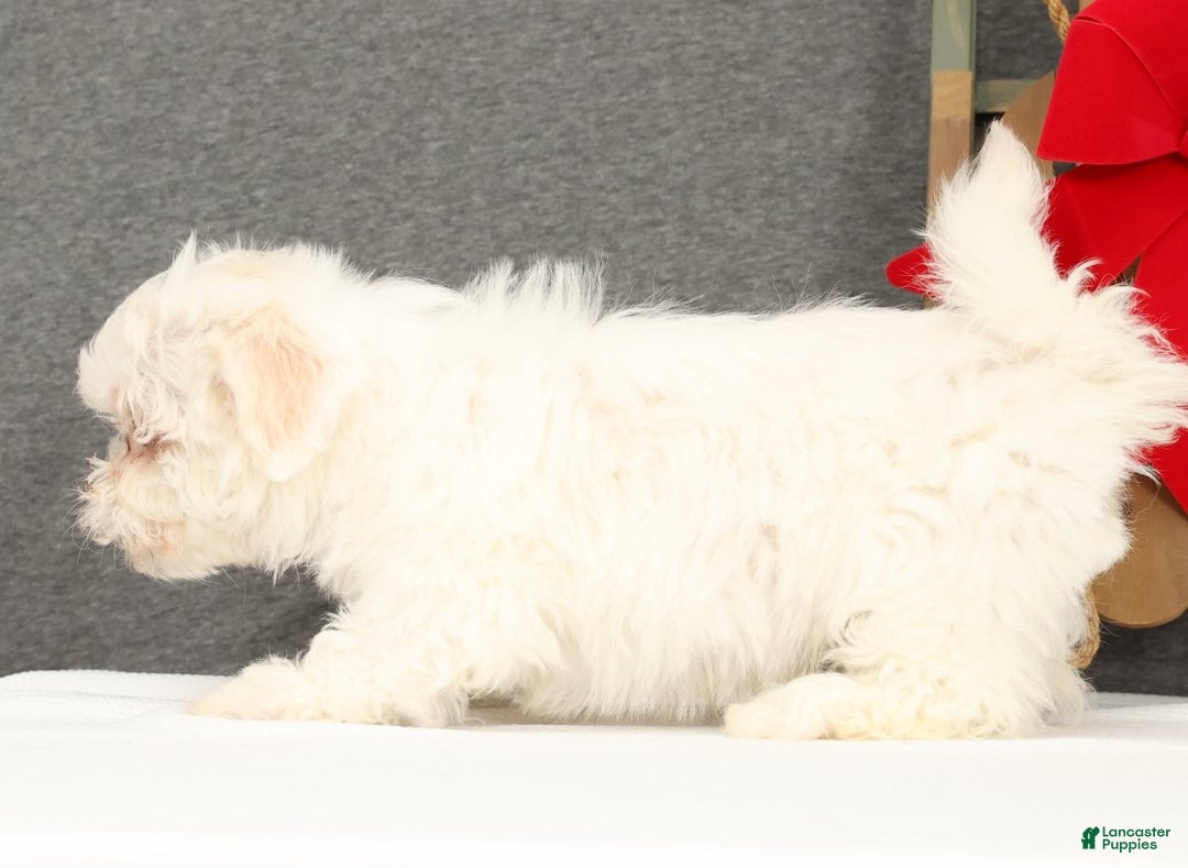 Teddy Bear dogs for sale: Faith - Ad 5