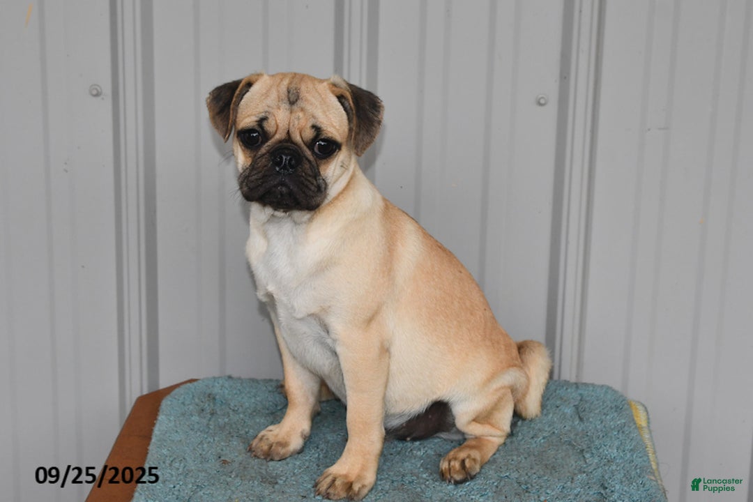 Pug dogs for sale: Sparky - Ad 12