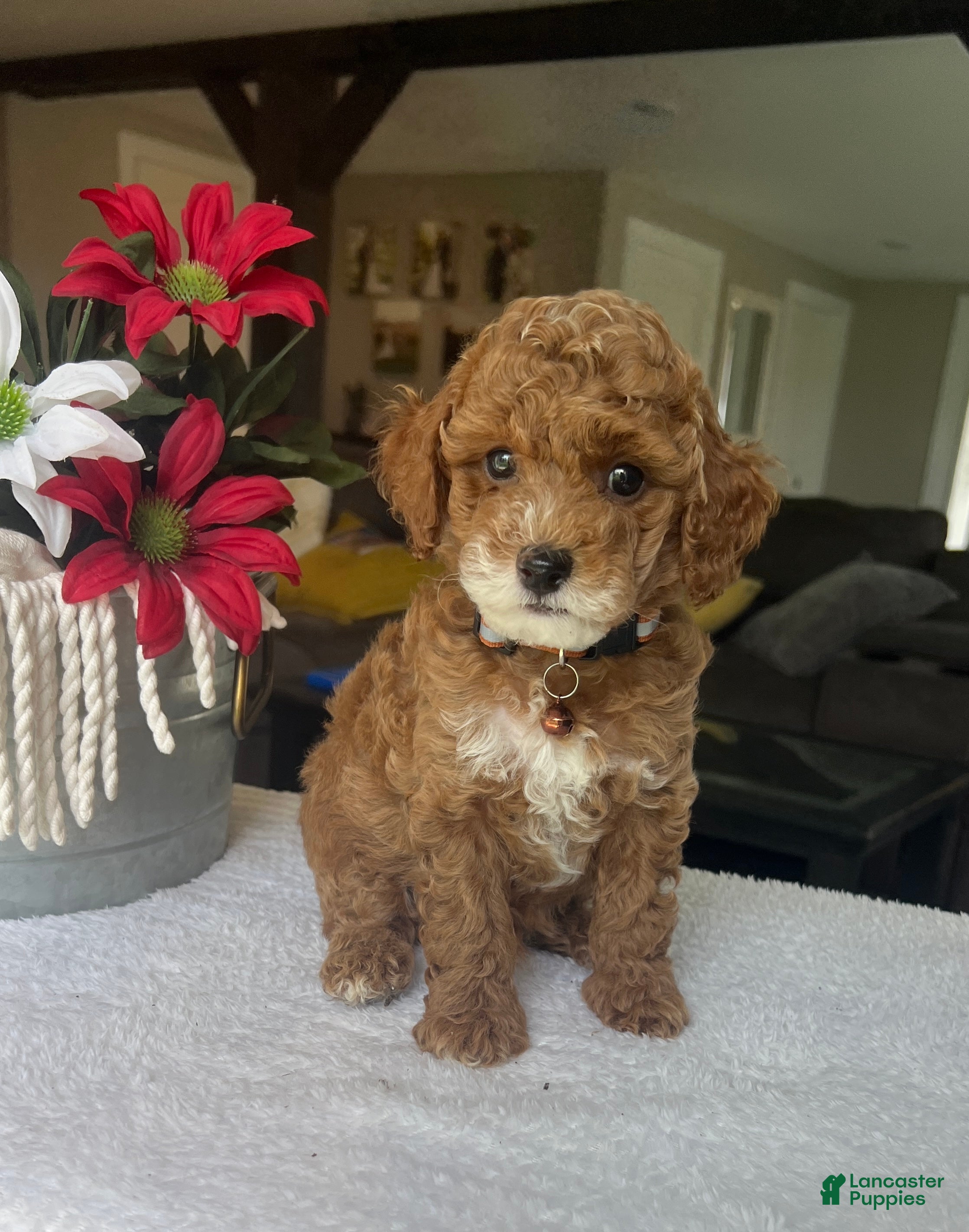 Mini Goldendoodle dogs Rory - Ad 1