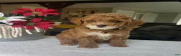 Mini Goldendoodle dogs for sale: Rory - Ad 1