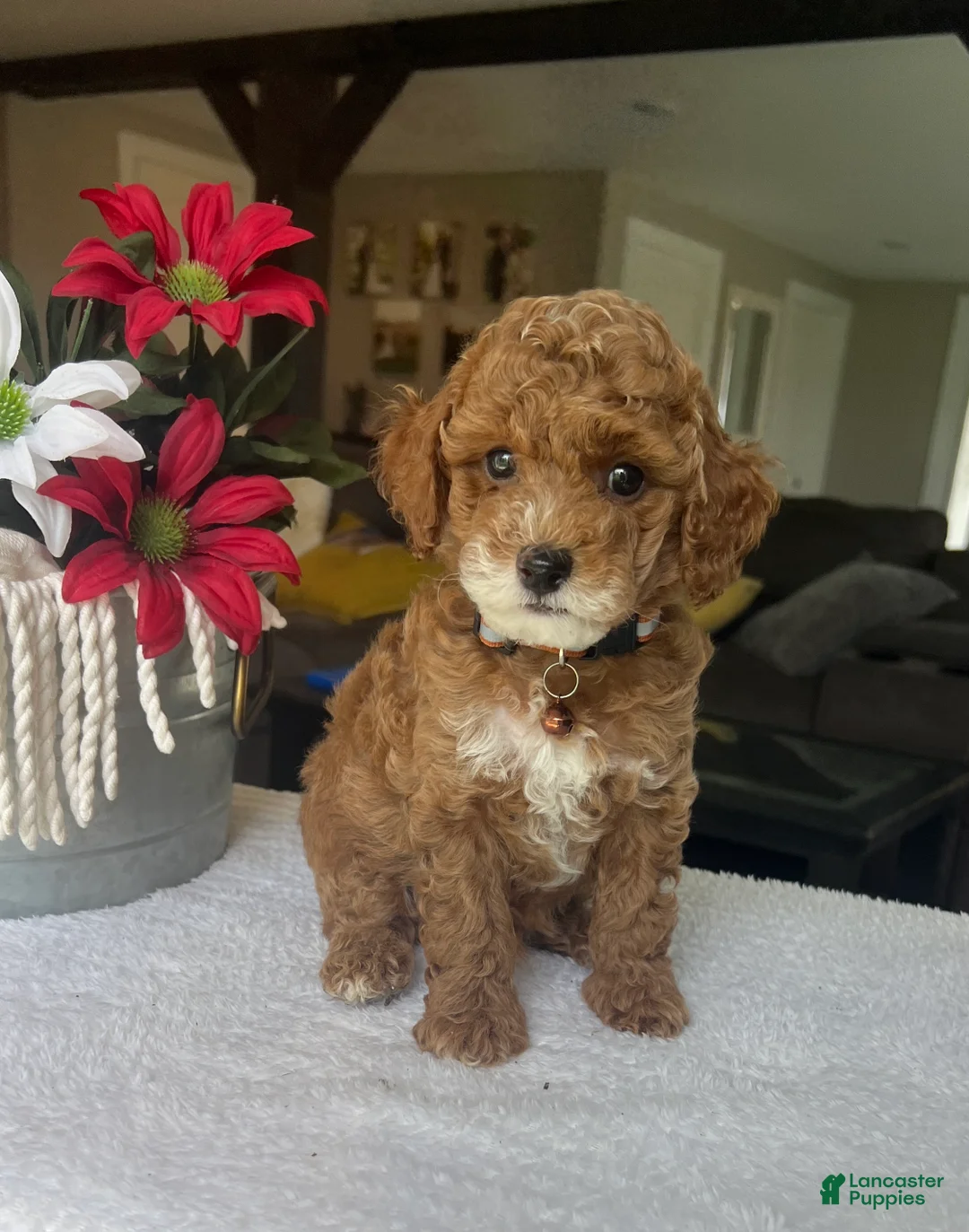Mini Goldendoodle dogs for sale: Rory - Ad 1