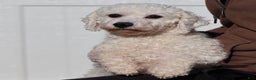 Teddy Bear dogs for sale: Jingo - Ad 7