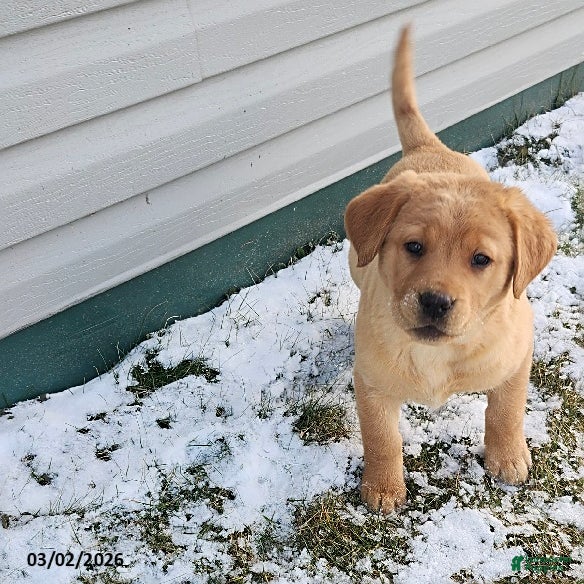 Labrador Retriever dogs Sally - Ad 1