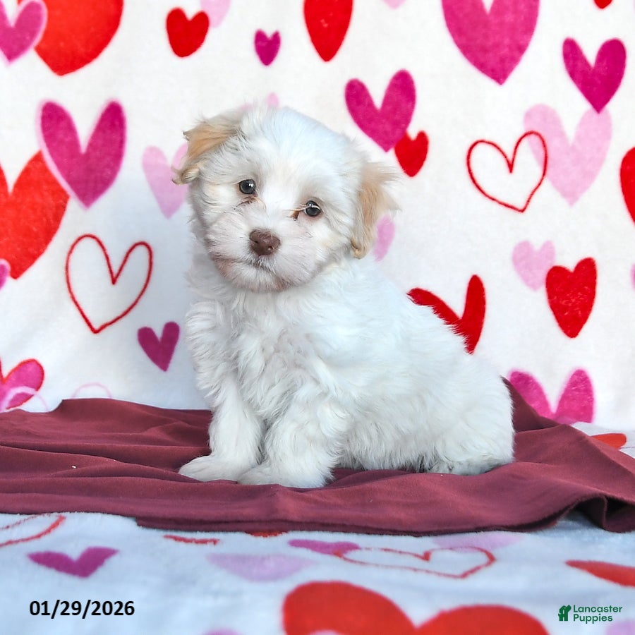 Havanese dogs Sunny  - Ad 7
