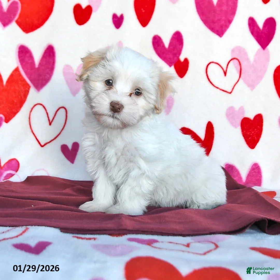 Havanese dogs for sale: Sunny  - Ad 1