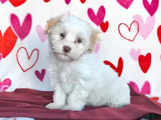 Havanese dogs Sunny - Ad 7