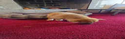 Shiba Inu dogs for sale: Fawn Female - Ad 9
