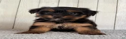 Yorkshire Terrier dogs for sale: Freya - Ad 4