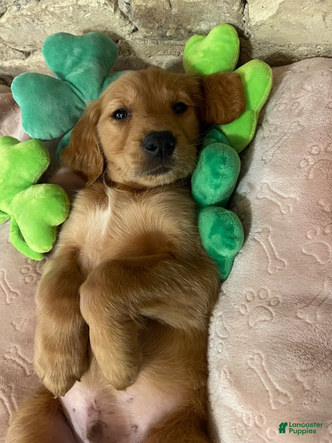 Golden Retriever dogs for sale: Golden Retriever Puppy 2 - Ad 1