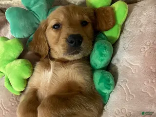 Golden Retriever dogs Golden Retriever Puppy 2 - Ad 29