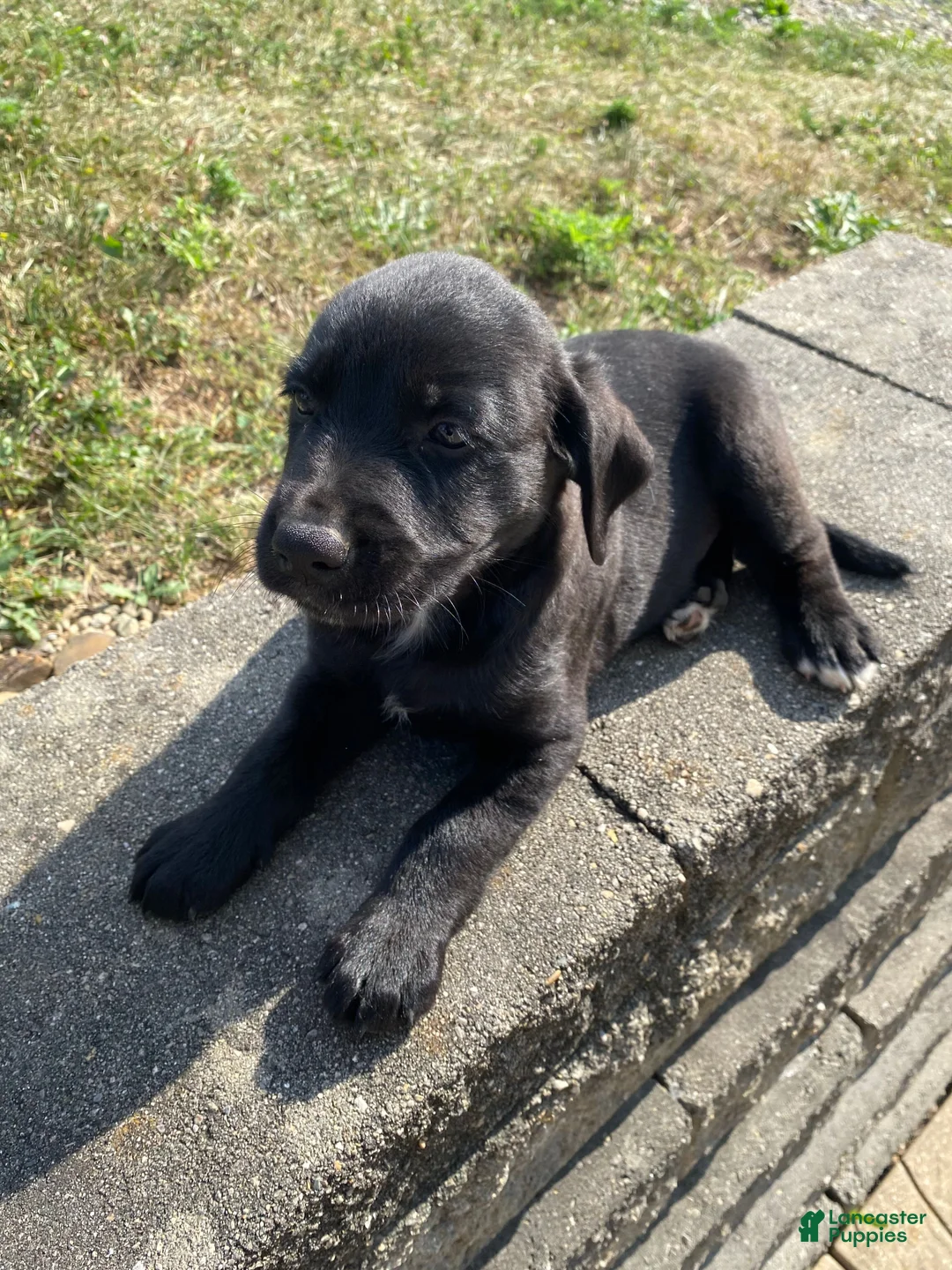 Mixed Breed dogs for sale: Hank - Ad 2