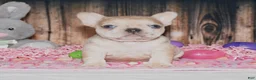 French Bulldog dogs for sale: Orlando - Ad 1