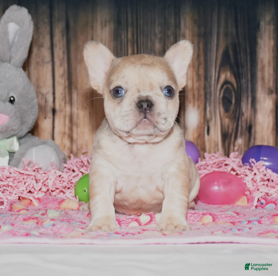 French Bulldog dogs for sale: Orlando - Ad 1