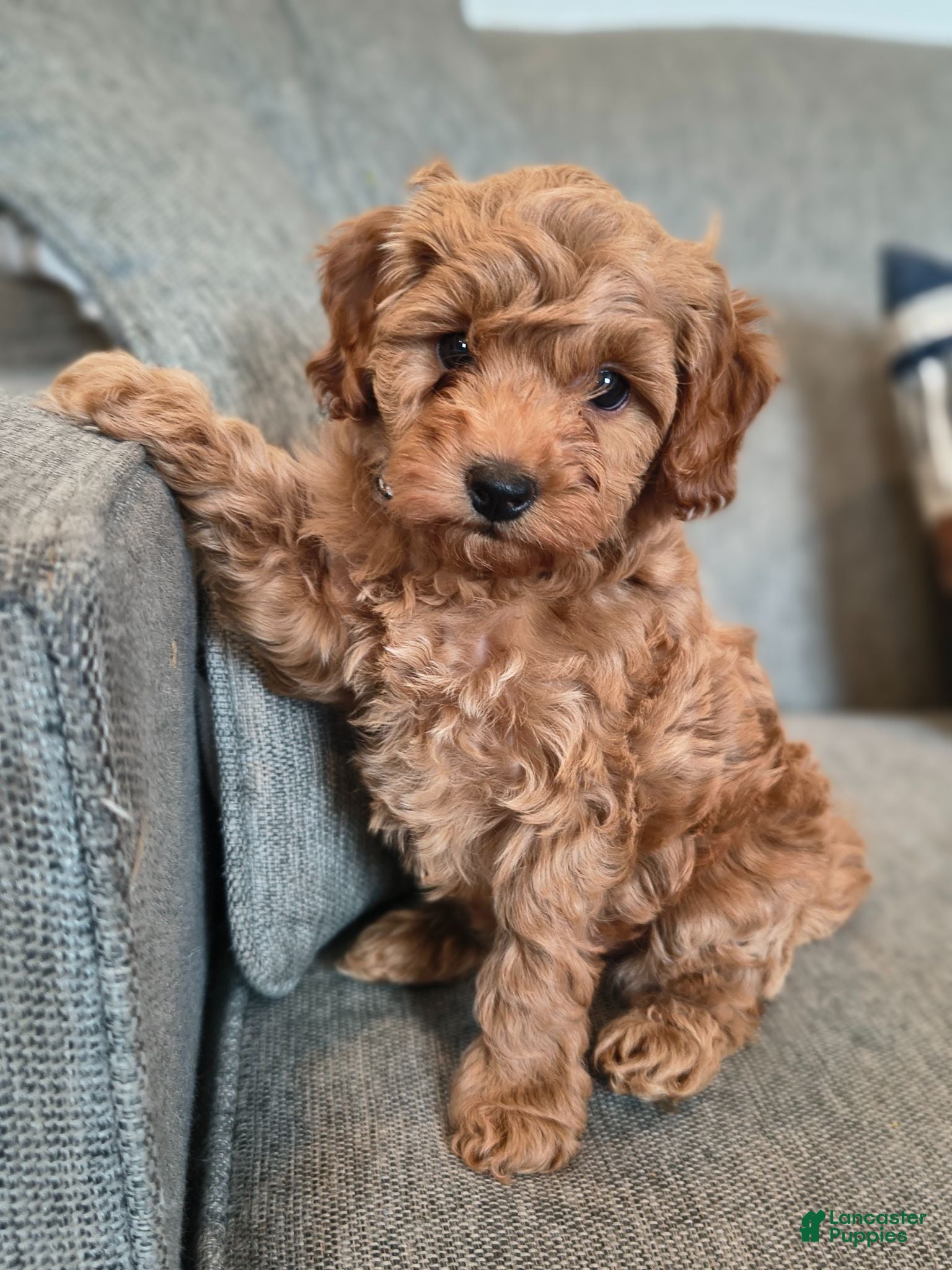 Cockapoo dogs Bear  - Ad 1