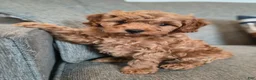 Cockapoo dogs for sale: Bear  - Ad 1