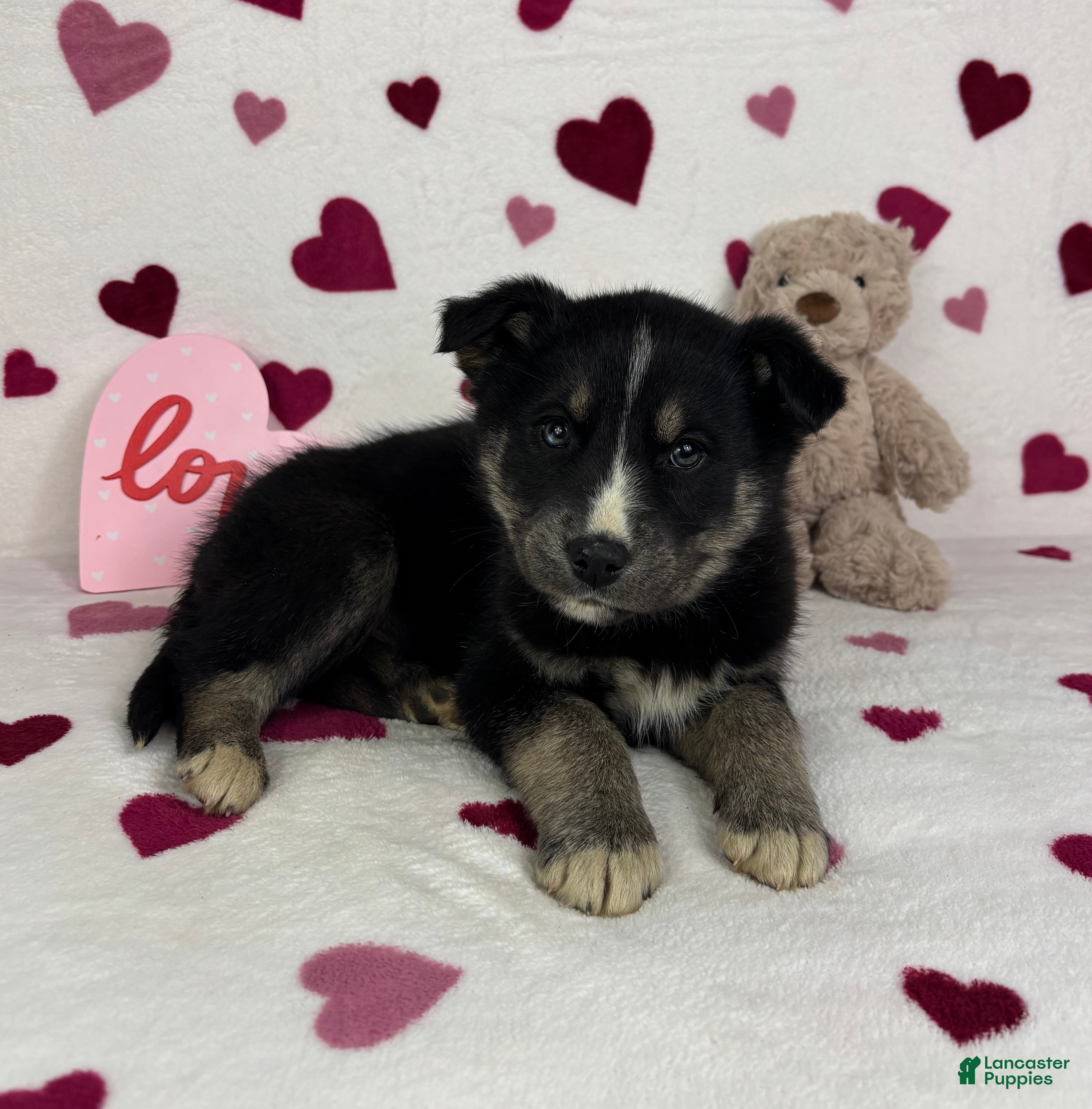 Mixed Breed dogs Clyde - Ad 14