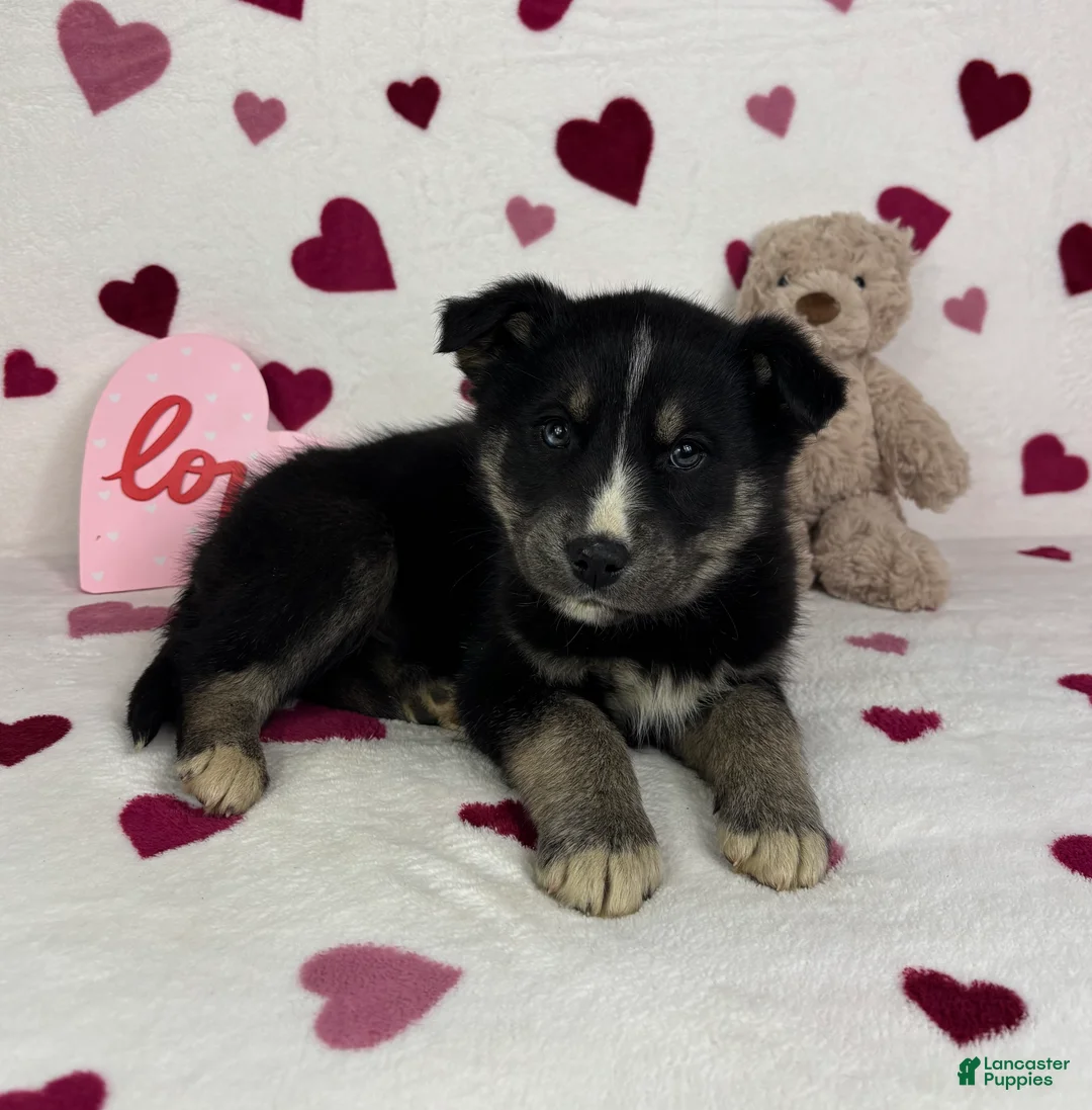 Mixed Breed dogs for sale: Clyde - Ad 1