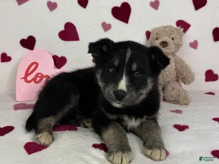 Mixed Breed dogs Clyde - Ad 40