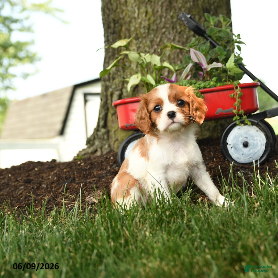 Cavalier King Charles Spaniel dogs for sale: Mariah - Ad 1