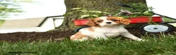 Cavalier King Charles Spaniel dogs for sale: Mariah - Ad 1