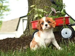 Cavalier King Charles Spaniel dogs for sale: Mariah - Ad 1