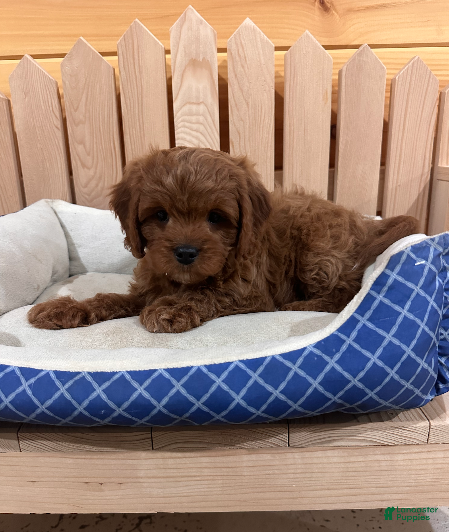 Cavapoo dogs Jade-POTTY and CRATE TRAINING - Ad 39