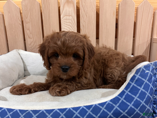 Cavapoo dogs Jade-POTTY and CRATE TRAINING - Ad 39