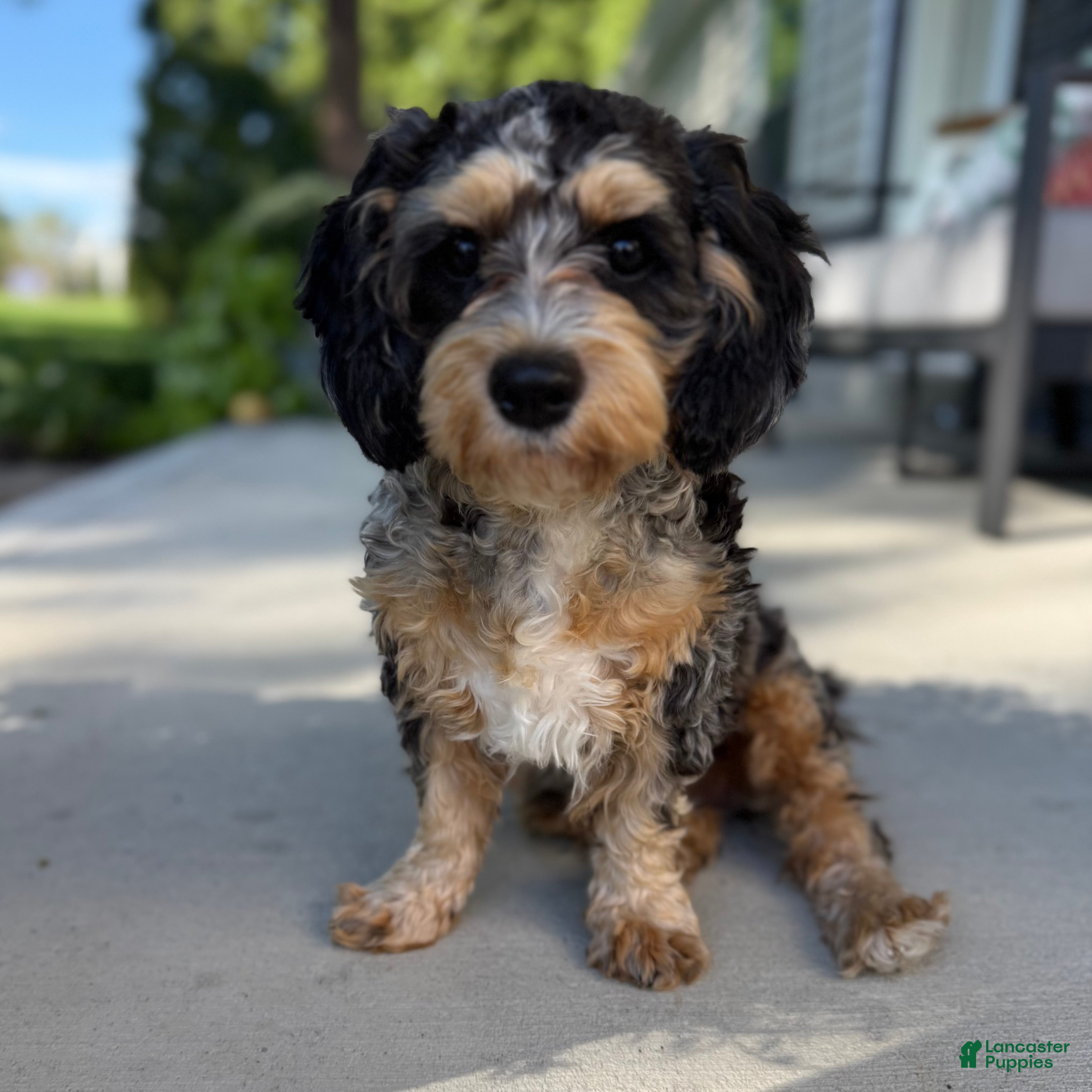 Cavapoo dogs Tulip - Ad 1