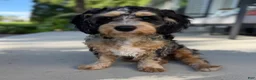 Cavapoo dogs for sale: Tulip - Ad 1